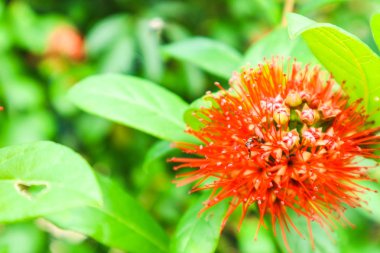 Bush Willow veya Combretum quadrangulare Kurz cins Combretum içinde bir tür kabul edilen bir adıdır