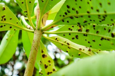 Kurbağa gözlü yaprak nokta veya intihar ağacının yaprakları Cercospora hastalıklar