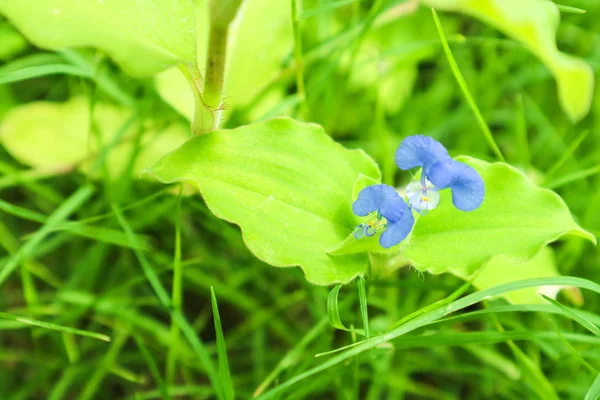 Benghal Dayflower Tropik Spiderwort Yahudi Faydaları Dolaşıp Iştah Kesici Yapmak — Stok fotoğraf