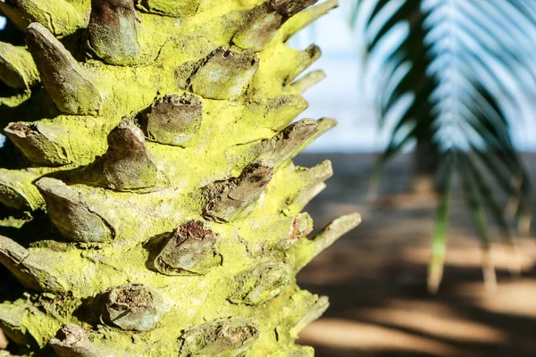 Kroppen Palm Skars Gren Och Mossa Kroppen Konsistens — Stockfoto