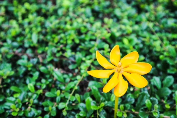 Gardenia Carinata Arbusto Tropical Grande Pequeño Árbol Florece Desde Primavera —  Fotos de Stock