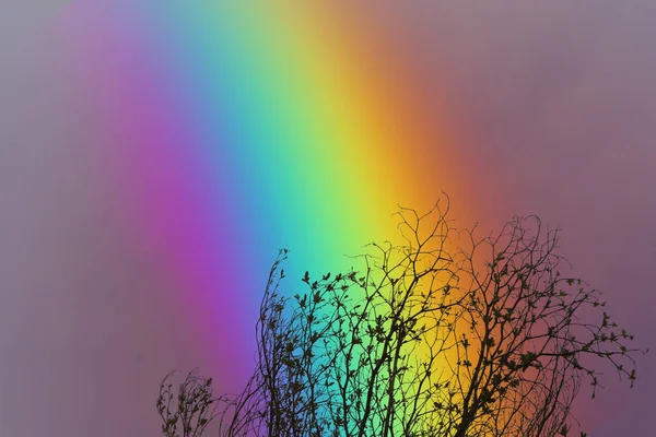 Arco Iris Sobre Cielo Colorido Silueta Trasera Árbol Ramas Secas — Foto de Stock