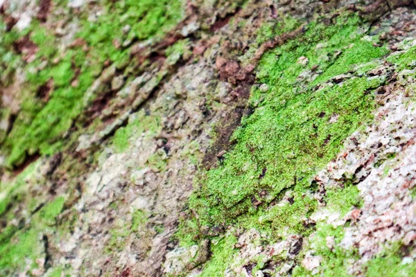 Yeşil Yosun Mantar Yağmur Ormanlarında Eski Ahşap Yüzeyde Yetişir — Stok fotoğraf