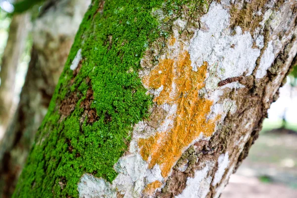 Lumut Hijau Dan Jamur Oranye Tumbuh Permukaan Kayu Kuno Hutan — Stok Foto