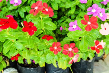 su teresi bir anlamı vardır; Çok nadiren kullanılır. İsim. Madagasgar deniz salyangozu; Cezayir menekşesi; Evlenmemiş yaşlı kadın