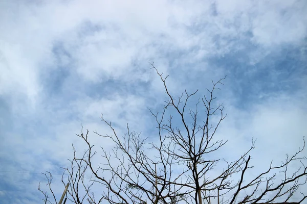 Siluet Kuru Ağaç Şube Kavramı Terk Arazi Tehlike Hayalet Merak — Stok fotoğraf