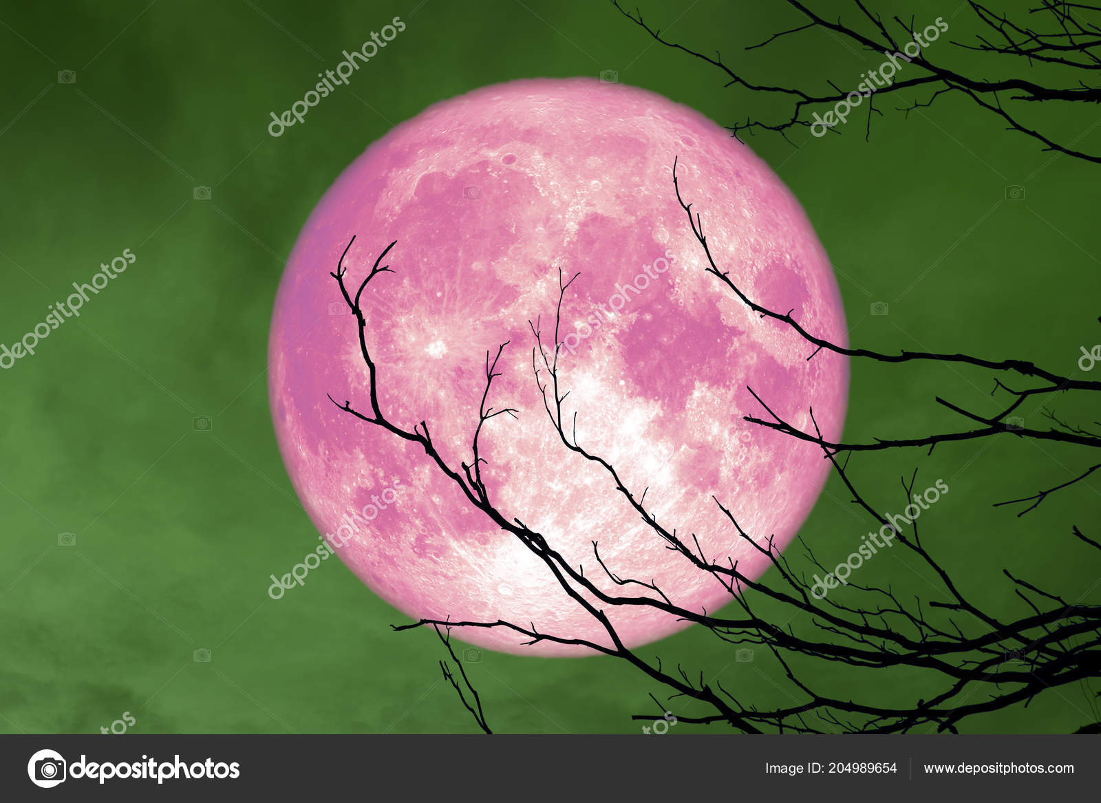 全粉红色的月亮后面剪影树枝干树和五颜六色的天空这张图片的元素由Nasa ——图库图片© Chayananelixir@gmail.com  #204989654, image size:1600x1167