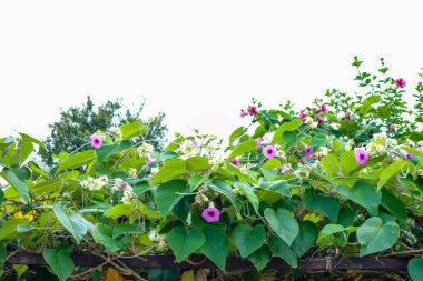Fil sarmaşık, gümüş Morning glory bitki ve çatıda izole Mor çiçek
