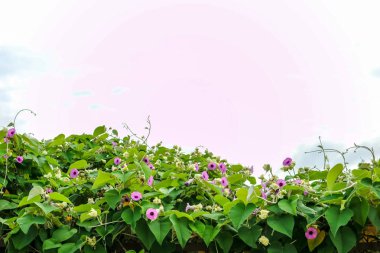 Fil sarmaşık, gümüş Morning glory bitki ve çatıda izole Mor çiçek