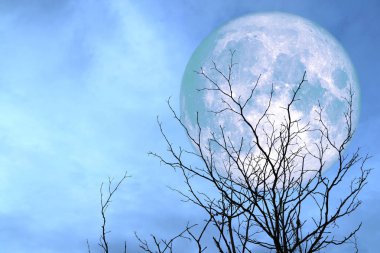 tam mavi ay geri siluet dal kuru ağaç, Nasa tarafından döşenmiş bu görüntü unsurları