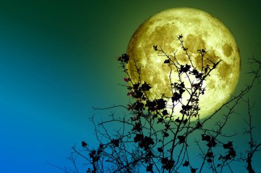 Süper dolunay arka siluet kuru ağaç ve renkli gökyüzü, Nasa tarafından döşenmiş bu görüntü unsurları