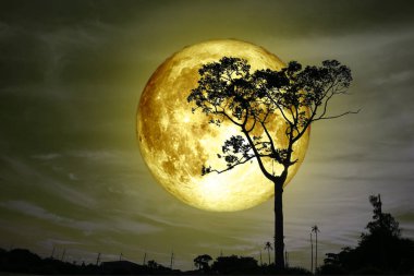 Süper tam sarı ay ağaç arka siluet ve renkli gökyüzü, Nasa tarafından döşenmiş bu görüntü unsurları