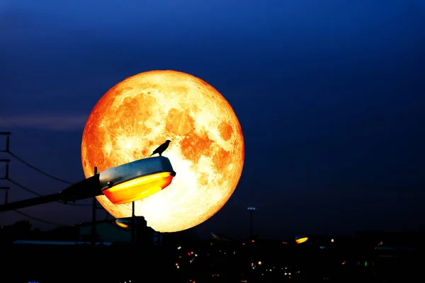 Vogelhand Auf Strom Elektrische Lichtsäule Auf Der Straße Und Vollmond — Stockfoto