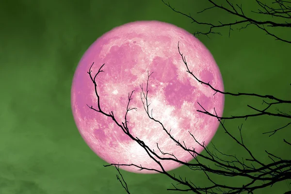 Tam pembe ay sırt siluet kuru ağaç şube ve renkli gökyüzü, Nasa tarafından döşenmiş bu görüntü unsurları