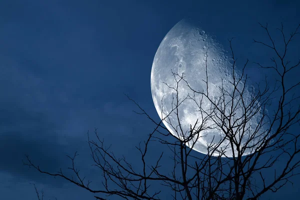 half moon back silhouette tree and night sky, Elements of this image furnished by NASA