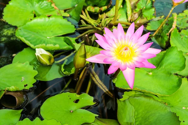 Pink White Lotus Flower Blooming Water Surface Swamp Background — Stock Photo, Image