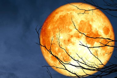Tam kan ay sırt siluet şube kuru ağaç gece gökyüzü, Nasa tarafından döşenmiş bu görüntü unsurları