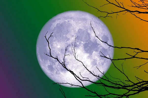 Full Blue Moon Pleców Sylwetka Suche Drzewo Gałąź Elementy Zdjęcie — Zdjęcie stockowe