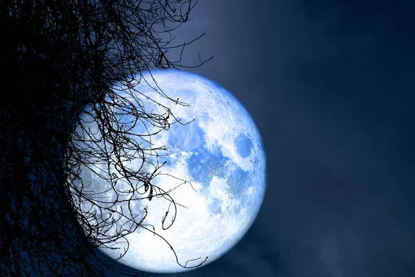 Full Harvest Moon Back Silhouette Dry Tree Night Sky Elements — Stock Photo, Image