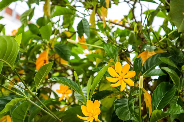 Gardenia Carinata Stor Tropisk Buske Eller Litet Träd Blommar Från — Stockfoto