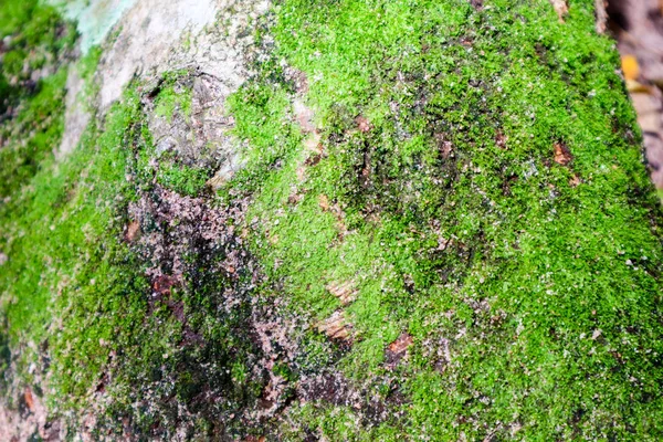 熱帯雨林の古代の木の表面で成長した緑の苔と真菌 — ストック写真