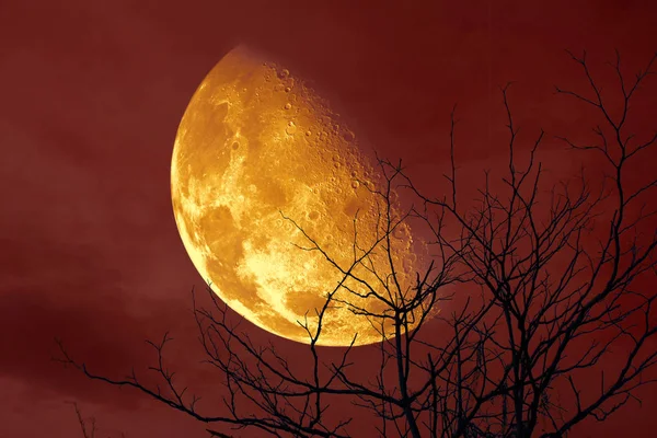 Pół Krwi Księżyc Pleców Sylwetka Drzewa Nocne Niebo Elementy Zdjęcie — Zdjęcie stockowe