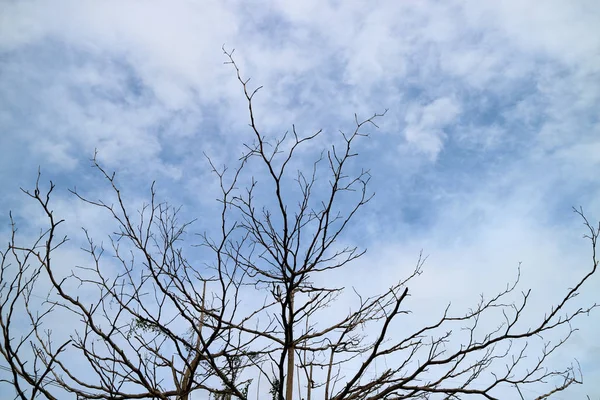 Σιλουέτα Ξηρή Δέντρο Υποκατάστημα Έννοια Εγκατάλειψης Γης Κίνδυνος Φάντασμα Θαύμα — Φωτογραφία Αρχείου