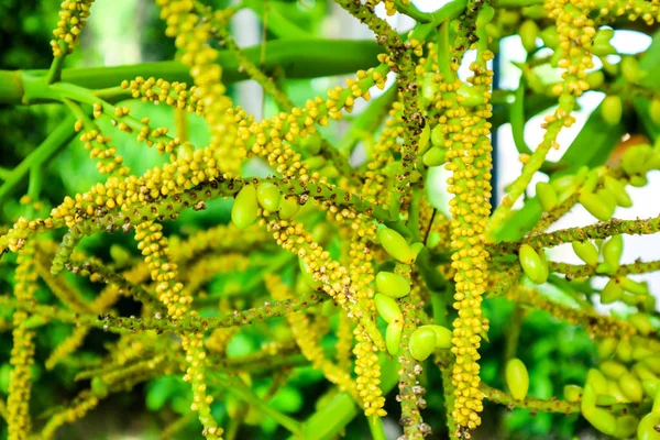 Linha Amarela Semente Palma Verde Folhas Fundo Jardim — Fotografia de Stock