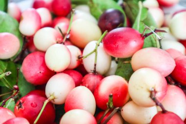 Carunda veya Karonda meyve bitki ve ilaç, kırmızı gömerim meyve ve yeşil yaprakları kullanılan