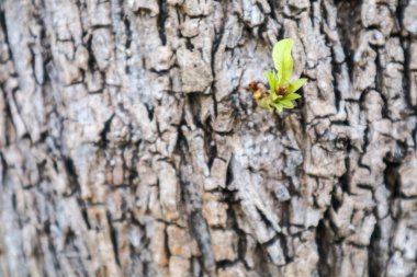 Yeni bitki doğdu ve çatlamak vücut ahşap doku üzerinde yetiştirilen hayatta kalma