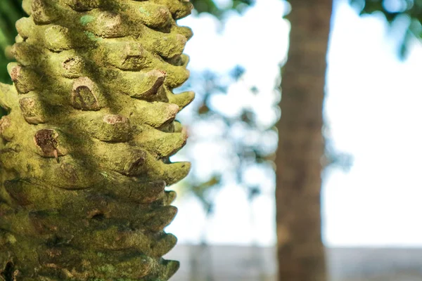 Kroppen Palm Skars Gren Och Mossa Kroppen Konsistens — Stockfoto