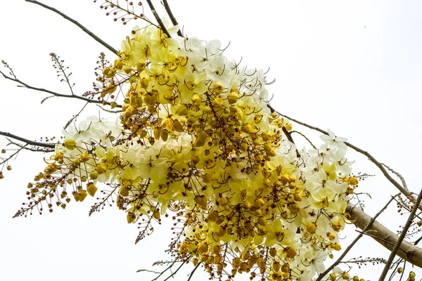 Cassia Hybrid Nació Como Cassia Fistula Cassia Bakeriana Flor Tiene —  Fotos de Stock