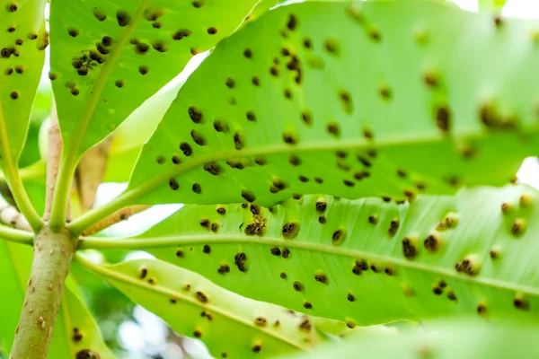 Groda Eye Blad Plats Eller Cercospora Sjukdomar Bladen Självmord Träd — Stockfoto