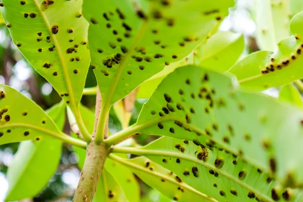 Groda Eye Blad Plats Eller Cercospora Sjukdomar Bladen Självmord Träd — Stockfoto