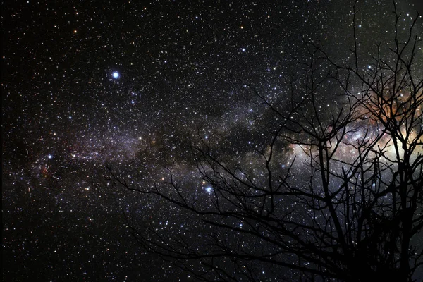 Galaxy back silhouette dry branch tree night sky, Elements of this image furnished by NASA