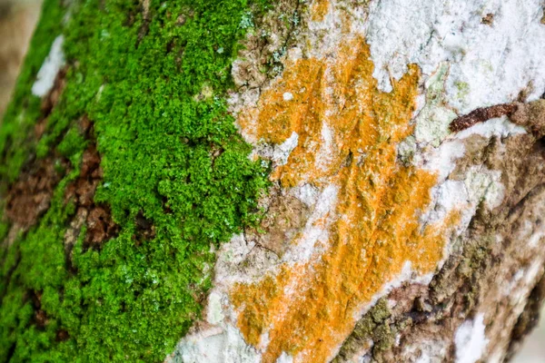 Πράσινα Βρύα Και Πορτοκαλί Μύκητα Που Καλλιεργούνται Αρχαία Ξύλινη Επιφάνεια — Φωτογραφία Αρχείου