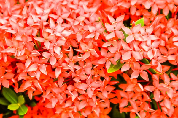 red Ixora flower boutique spike bloom in the garden