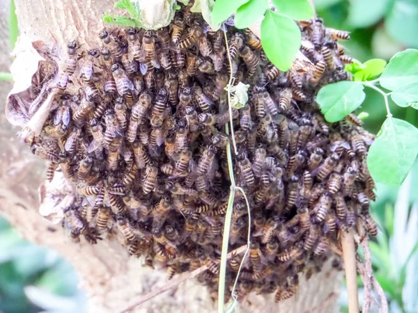 Arı bir sürü vardı, onları dalı kovan inşa ettiklerini