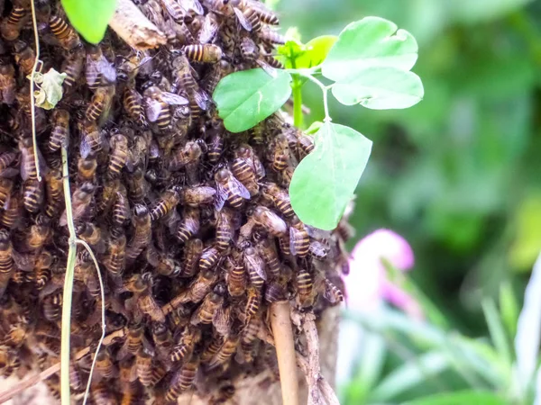 Det Fanns Massor Bee Byggde Dem Kupan Gren — Stockfoto