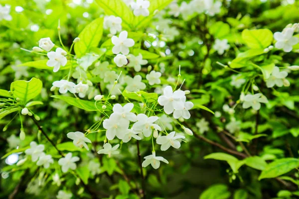 Wrightia bileğinde bir aile Apocynaceae içinde ağaç türüdür. Onun dağıtım içerir: Çin (Guangdong), Hint-Çin ve Türkiye de dahil olmak üzere Malesia