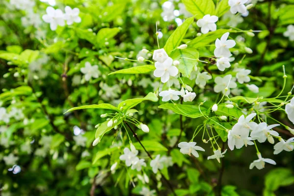 Wrightia bileğinde bir aile Apocynaceae içinde ağaç türüdür. Onun dağıtım içerir: Çin (Guangdong), Hint-Çin ve Türkiye de dahil olmak üzere Malesia
