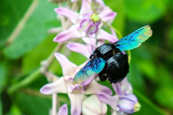 Hummel Fand Süßes Wasser Aus Kronenblume Garten — Stockfoto