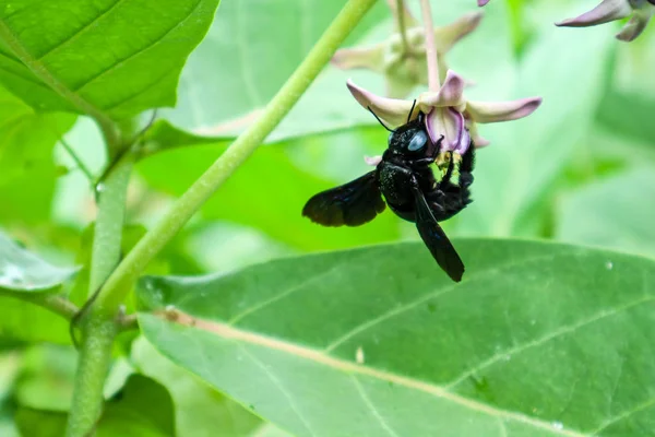 Abejorros Encontraron Agua Dulce Flor Corona Jardín — Foto de Stock