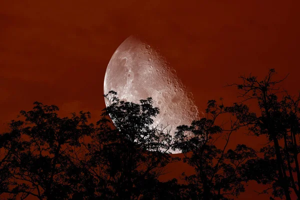 Meia Lua Volta Silhueta Ramo Árvore Noite Céu Vermelho Elementos — Fotografia de Stock