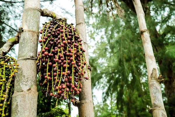 Färgglada Palm Utsäde Palm Dekorera Trädgården — Stockfoto