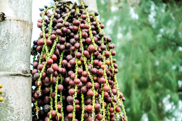 Färgglada Palm Utsäde Palm Dekorera Trädgården — Stockfoto