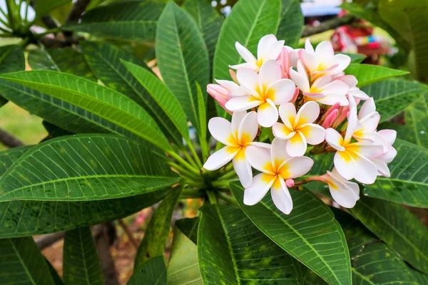 Plumeria decor flower boutique bloom in the garden