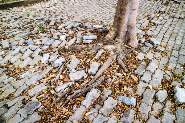 Wortel Van Boom Groeit Schade Bakstenen Blok Wandelpad Tuin — Stockfoto