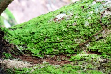 Yeşil yosun ve mantar yağmur ormanlarında eski ahşap yüzeyde yetişir.