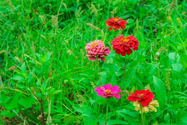 Cínie Květina Kvetoucí Zahradě Vlastnosti Květina Rozdrtil Jako Prášek Pro — Stock fotografie
